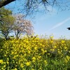 多度イヌナシ観察とお花見会