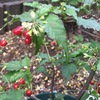 秋の花々たち　数珠珊瑚　フジバカマ　