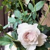 ６月のバラ