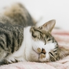 ADHDの睡眠問題｜ロングスリーパーを嘆く