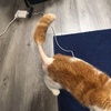 ぼんぞ、プードルになる