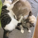 ドラねこ日記