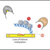 DLBCLにおけるエピジェネティクス