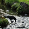 オトナの自由研究「北陸旅行篇」vol.1――夏休みに行った兼六園で、図らずもバードウォッチング。