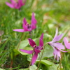 「樹木公園」でお花見（カタクリ）