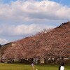 山口市内・・・桜