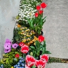 次々と開花する花たち