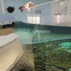 【茨城】かすみがうら市水族館は子供が夢中になる！餌やり体験や遊具も充実で家族のお出かけに最適【淡水魚の魅力再発見】