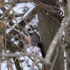 新春の野鳥たち