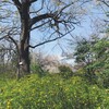 小石川植物園   前編