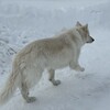 家族の変化と、JOYの快適な眠り