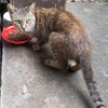 【地域猫】ななこちゃんと藤子ちゃんのお母さん猫「峰子ちゃん😺」元気です🌸