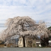 高乾院の枝垂れ桜・・