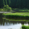 平池カキツバタ