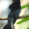 Spangled Drongo カンムリオウチュウ (インドの鳥その124)