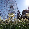 【お花見16】 葛西臨海公園の水仙 【サイクリングコース10】若洲公園お台場 コース沿い　