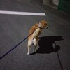 久しぶりに息子とキス釣りへ。