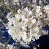 24年4月の府立植物園・桜ライトアップのお話。