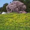 ４月１７日（水）昨日の桜尽くし