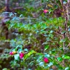 １１月３０日