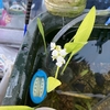 メダカを飼って51週目「針子は見えずととも花は咲いた！」ハナシ〈mata.〉