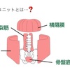 骨盤底筋と呼吸の話