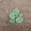 キャベツの様子　その1