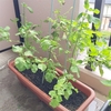 大葉（シソ） ほとんど枯れています 《134日目》
