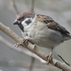 感染者数も増えてきたので、大人しく近所の里山で鳥見を楽しみます