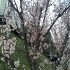 とうとう桜🌸満開。来年ここがショッピングセンターに変わる。桜はどこに行くのだろう🤔