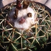 象牙丸　カメムシの襲来