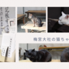 【今日は何の日】2月22日は「猫の日」猫好き必見の京都の猫パラダイス・梅宮大社