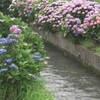紫陽花の里