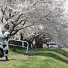 🌸宮川千本桜🌸(会津美里町)