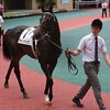 指名馬情報:牡馬第5位
