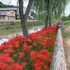 矢掛町　美山小学校近くの彼岸花♪