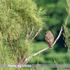 今日の野鳥　サシバ