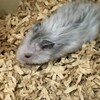 しろあん748日目