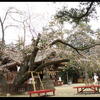 水戸八幡宮・右近・左近桜・・