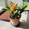 玉村店　観葉植物//玉村店