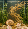 YouTubeショート　水槽のラーメン魚を食べてみたら…新鮮だった🍜🐟