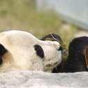 pandalzen