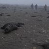 サハリン南東沖の海豹島でアザラシ300頭以上が大量死　原因は不明