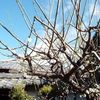 三月の慈雲寺は様々な行事が続きます。どなたでも歓迎いたします。お気軽にご参加ください。