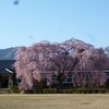 杵原学校の紅枝垂れ桜