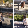 孫と来ました動物園