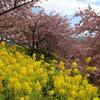 まつだ桜祭り