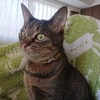 長引く猫の血尿。療法食を3カ月続けた結果