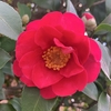 【今日の1枚】赤の山茶花（サザンカ）