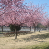 親水公園の河津桜